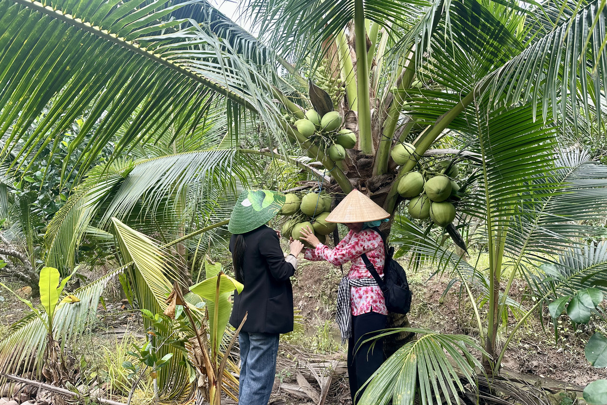 Travelers picking fresh fruit in a local garden during a Cai Be Mekong Delta tour