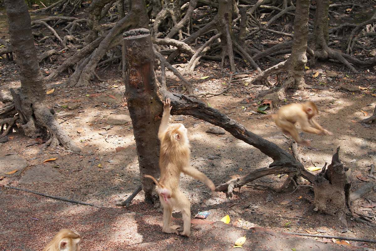 Long-tailed macaques playing on Monkey Island in Can Gio